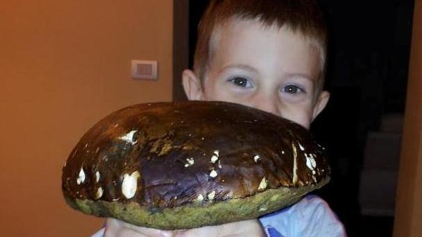 A Roccastrada un porcino da 1,3 kg