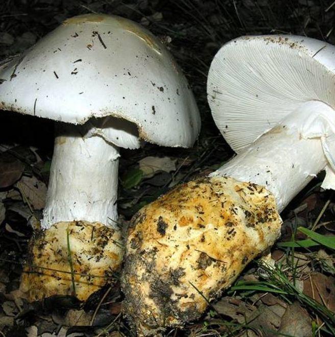 Ragazza avvelenata dall’amanita tossica è salva per miracolo 