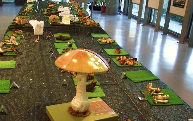 Torna la “Mostra dei funghi” al Museo di storia naturale