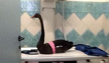 Dopo i fenicotteri, preso a fucilate anche un cigno nero 