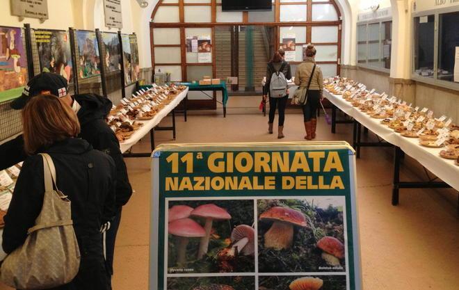 Funghi, altri due casi di intossicazione 