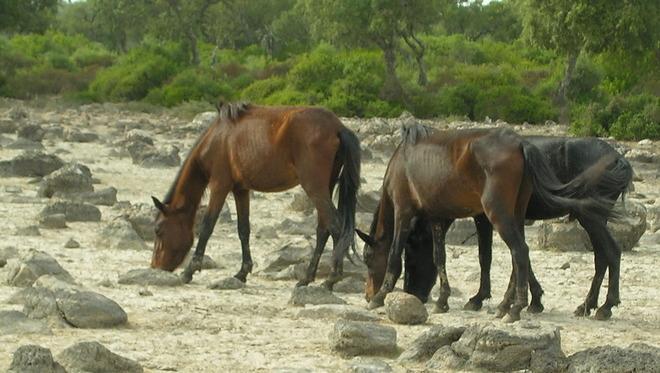 L’assessore Cherchi rassicura sulla sorte dei cavallini