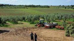 Mille operai sottopagati nei campi per 6 euro l’ora
