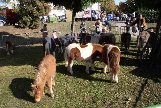 La fiera di Fucecchio: cavalli, mucche, mercato e luna park