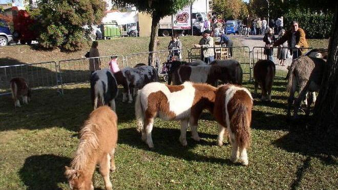 La fiera di Fucecchio: cavalli, mucche, mercato e luna park