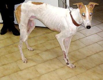 Colpisce la vicina di casa corsa in aiuto del cane preso a calci dal padrone 