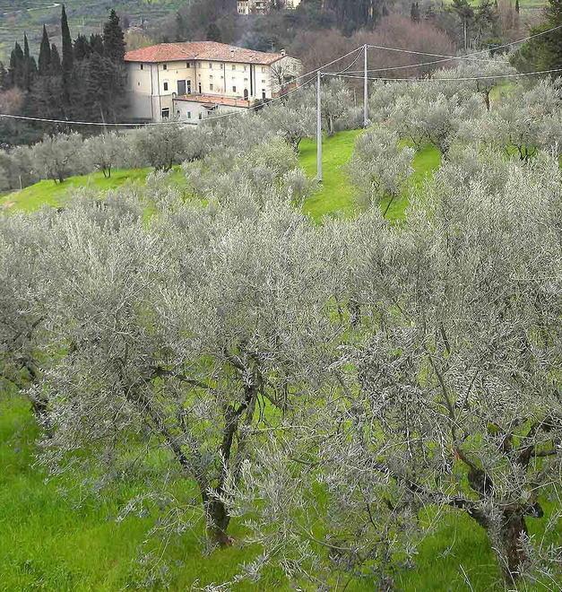 72 Olivi secolari esposti a Firenze in piazza Duomo