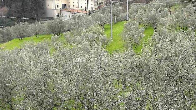 72 Olivi secolari esposti a Firenze in piazza Duomo
