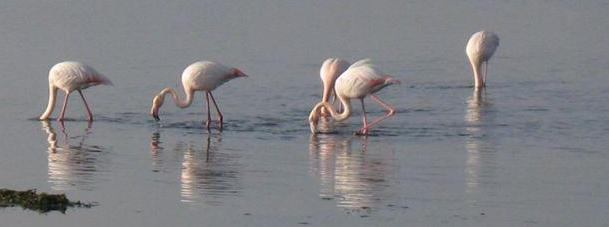 Visite nel weekend all’oasi Wwf 