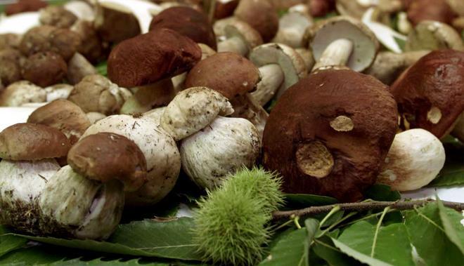 In cerca di funghi, però ci vuole l’autorizzazione