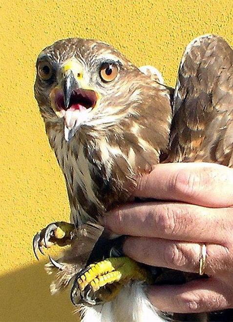 Poiana ferita da un bracconiere nel Padule di Fucecchio 