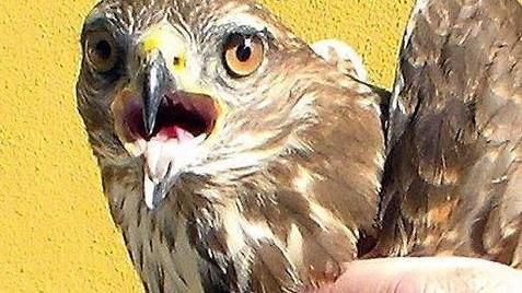Poiana ferita da un bracconiere nel Padule di Fucecchio