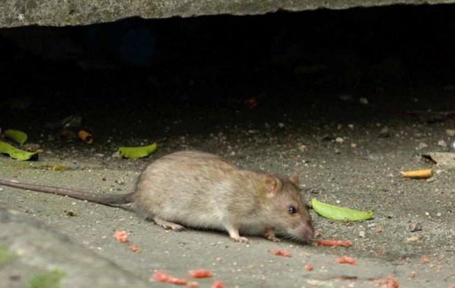 Anziana inferma morsa dai topi Sigilli a due stanzoni