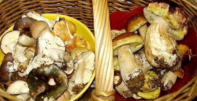 Funghi in esposizione domani e domenica