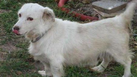 Cane salvato in un dirupo