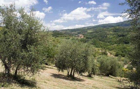 Seggiano entra nella rete europea dell’olio 
