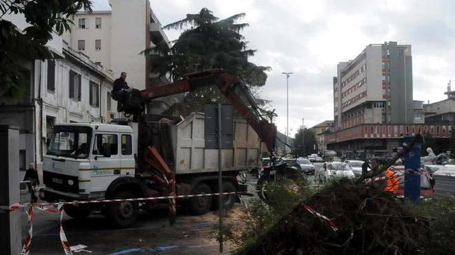 Crolla pino, auto distrutte