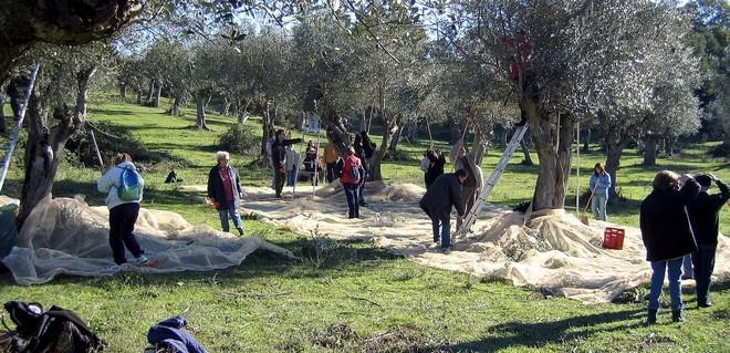 Per l’azienda “La Rocca” un olio bio a prezzo congelato