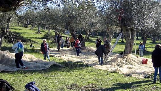Per l’azienda “La Rocca” un olio bio a prezzo congelato