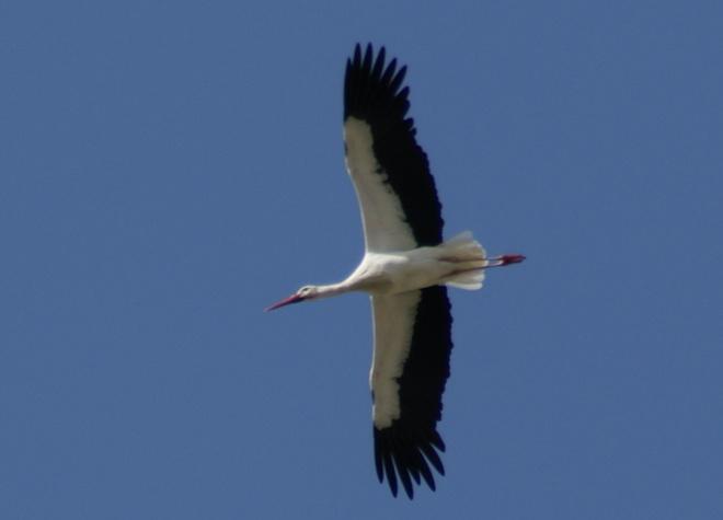 Cicogna in volo a Santa Luce