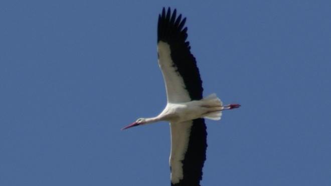 Cicogna in volo a Santa Luce