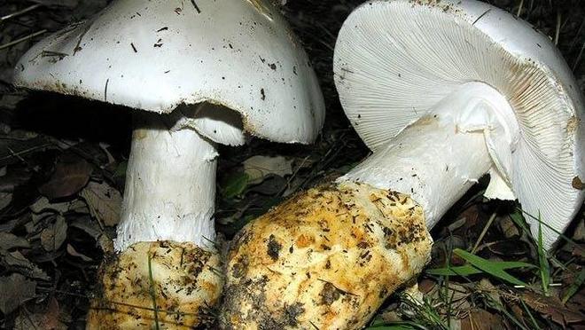 Avvelenate dai funghi per la seconda volta 