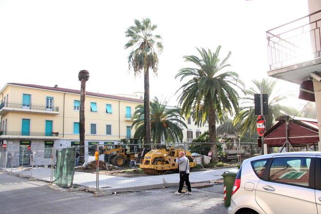 Punteruolo rosso, abbattute sei palme in piazza Shelley 