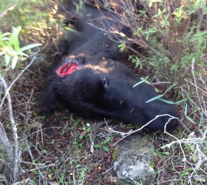 Giara, trovata agonizzante cavallina stremata dalla fame 