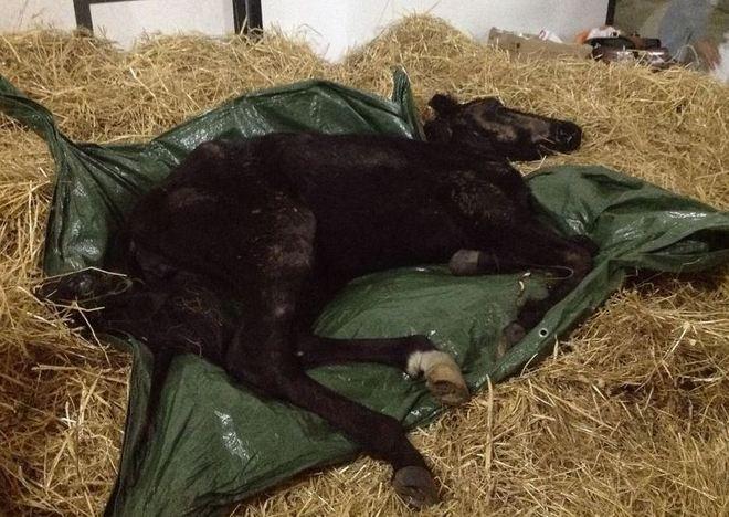 Il dramma della Giara: un’altra cavallina in fin di vita 