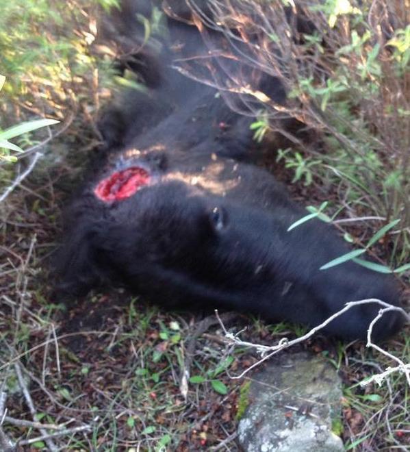 Il dramma della Giara, stanno meglio le due cavalline 