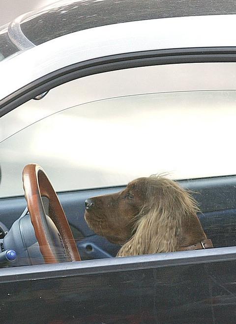 Salvato cagnolino intrappolato nel finestrino di un’auto