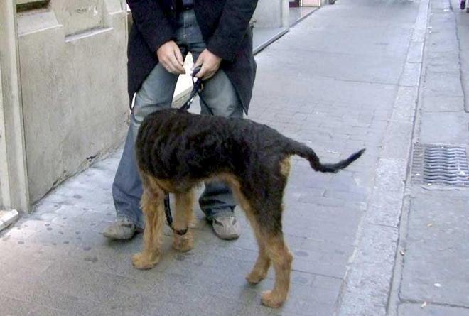 Dura condanna a vigile Malmenò una signora 