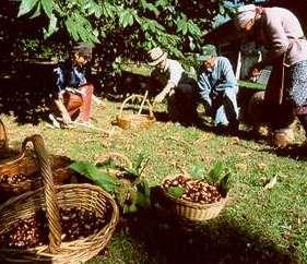Castagne e miele in caduta libera per siccità e parassita cinipede 