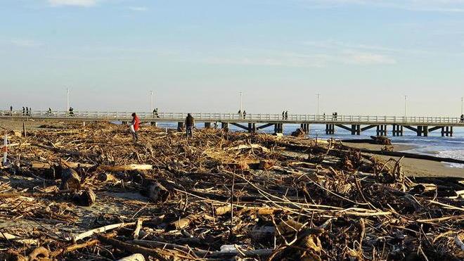 Stop a pesca e navigazione per colpa dei tronchi