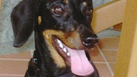 «Il cane ha salvato quell’uomo»