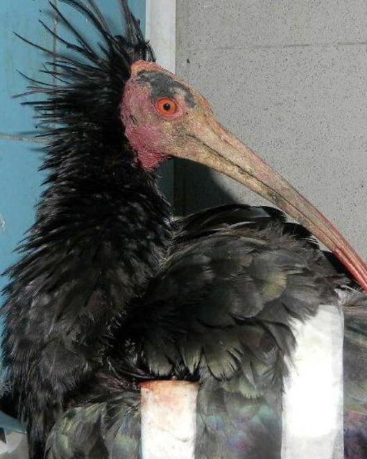 L’ibis Domino sta meglio e potrà tornare a volare 