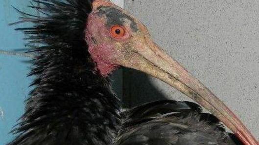 L’ibis Domino sta meglio e potrà tornare a volare