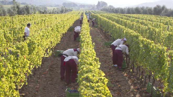 «Facciamo pagare il marchio Bolgheri»
