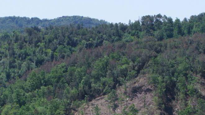 Alla Mostra del Tartufo sbarca il caso cave