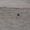 Oggetto in mare ai Tre Ponti, è una pinna? 