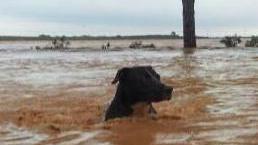 Animalisti arrabbiati per la mancata evacuazione del canile
