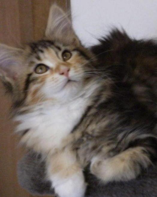 SOS ANIMALI