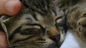 Gattino di tre mesi cerca casa