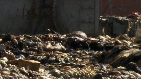 Carcasse animali ecco come fare