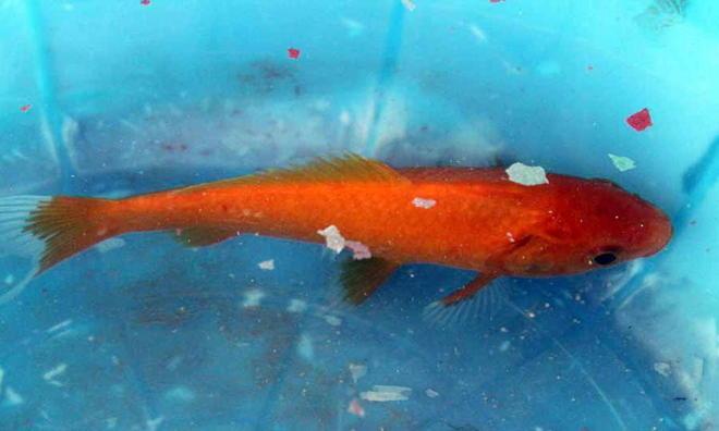 Totò, finito nell’orto per la piena 