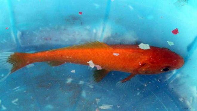 Totò, finito nell’orto per la piena