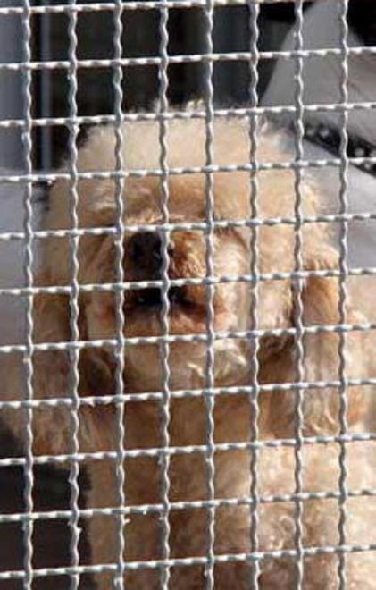 Cani randagi, nuova asta del Comune 