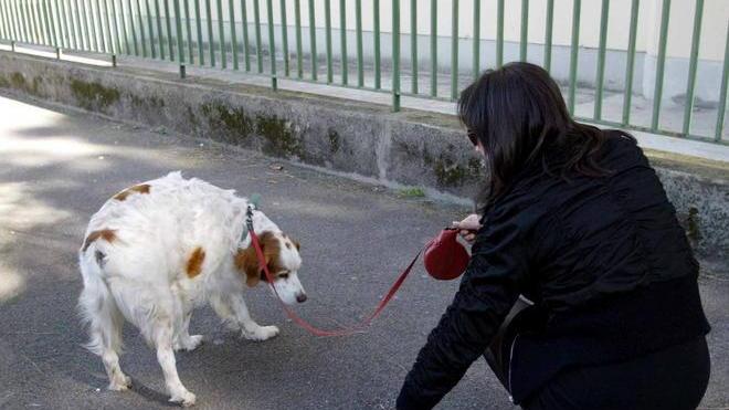 Vigili contro il degrado, multe se il cane sporca