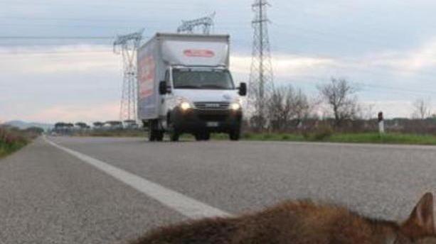 Geodetica killer per tanti animali