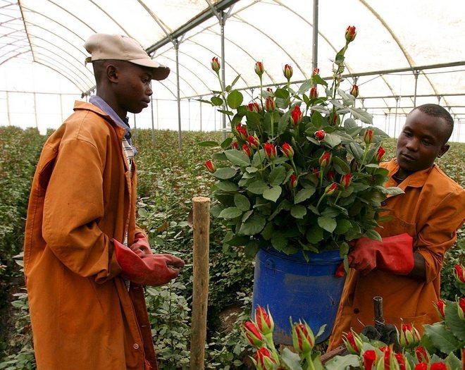 Operai agricoli, scattano gli aumenti in busta paga 